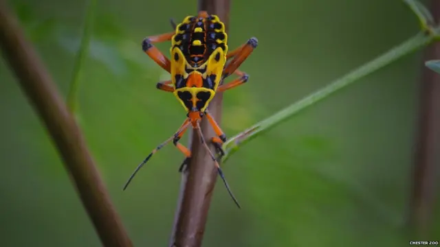 Floresta de Cerro Blanco, onde espécies foram fotografadas, fica perto de uma das maiores cidades do país, Guayaquil