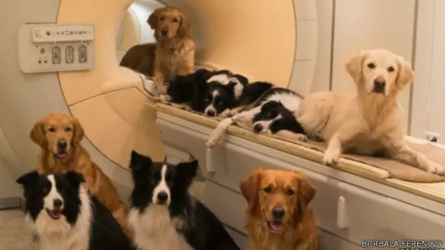 شارك 11 كلبا في تلك الدراسة التي نشرت في دورية "كارنت بيولوجي" العلمية.