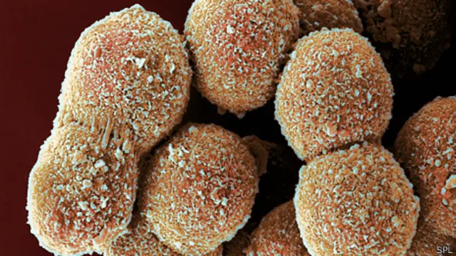 Células del hígado