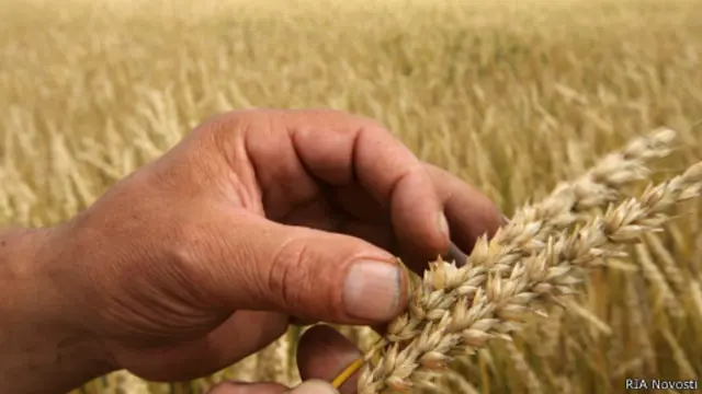 пшеничное поле