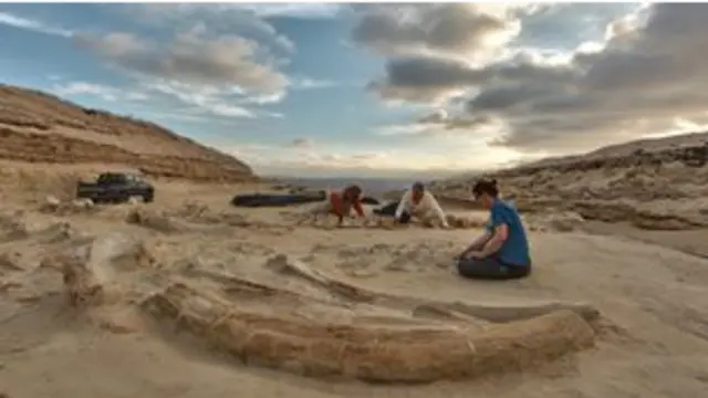 පොසිල හමු වූ ඇටකාමා වනාන්තරය