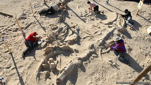 Excavaciones de fósiles de ballenas.