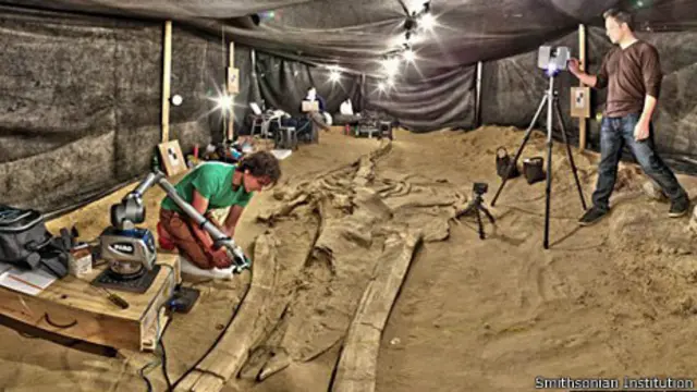 Excavaciones de fósiles de ballenas.