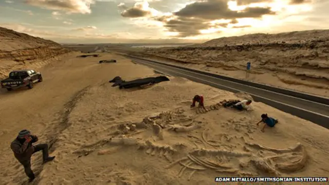 Excavaciones de fósiles de ballenas.