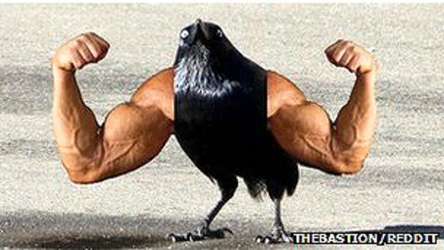 Pájaro con músculos