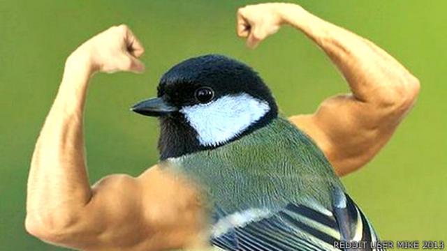 Montaje de un ave con brazos humanos Usuarios del sito Reddit Mike_2013