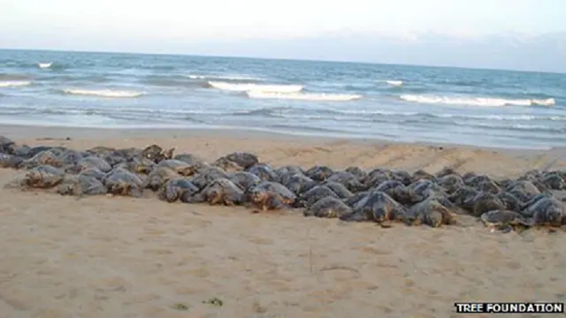 ओलिव रिडले कछुए