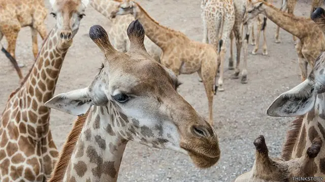 चिड़ियाघर, ज़िराफ़