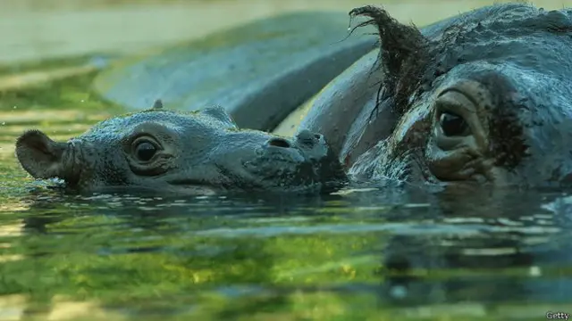 चिड़ियाघर, ज़िराफ़