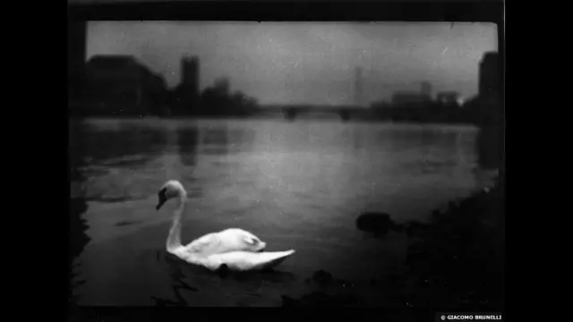 اس سیریز سے قبل برونیل کی مقبول ترین تصاویر اٹلی میں جانوروں سے متعلق تھیں جو انہوں 2005 سے 2009 کے دوران لی تھیں۔