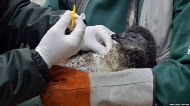 हंगरी के एक चिड़ियाघर में पेंगविन को पहचान पत्र के लिए चिप लगाई जा रही है