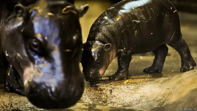 दरियाई घोड़े के इस बच्चे का नाम वीनी है जो तीन हफ्ते का है. ब्रिस्टल ज़ू में अपनी मां के साथ. 