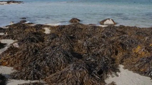 قد تتحول الأعشاب البحرية إلى أحد أقوى مضادات السمنة في وقتٍ قريبٍ