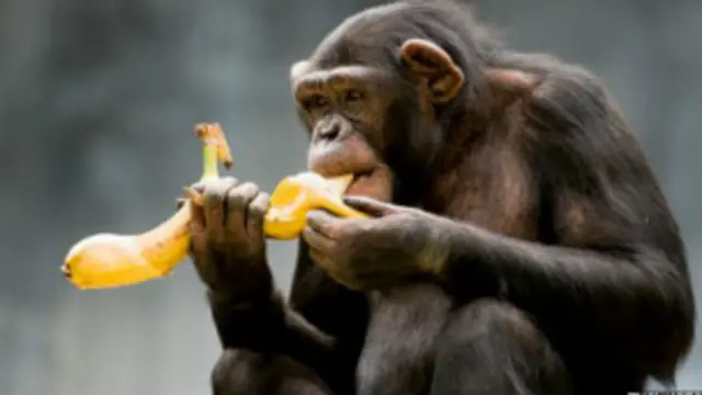 جس طرف سے انسان کیلے کا چھلکا اتارتے ہیں بندر اس کی مخالف سمت سے چھلکا اتارتے ہیں