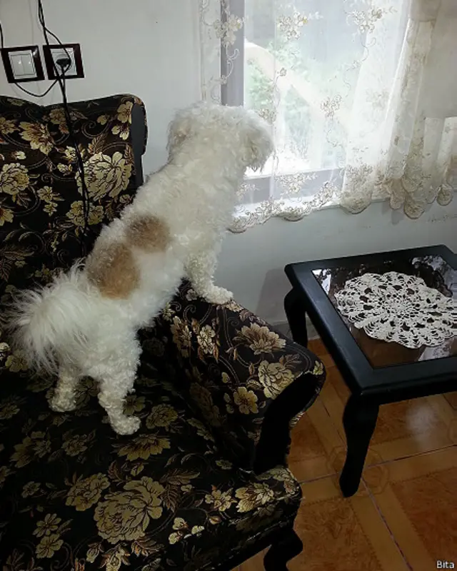 عکس از بیتا، او نوشته: "آزادی یعنی سگ من بتواند به راحتی از خانه بیرون برود بدون اینکه در محل کسی چپ چپ نگاهش بکند."