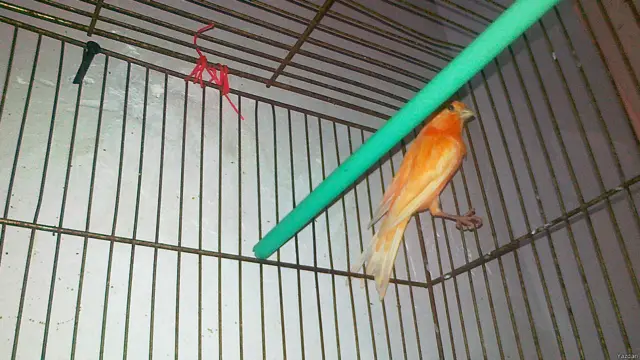 عکس: یزدان از زاهدشهر. او نوشته: "مرگ در آزادی بهتر از زندگی در قفس است."