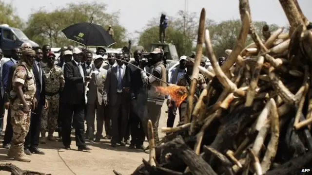 伦敦会议之后，乍得总统亲自点火销毁象牙 