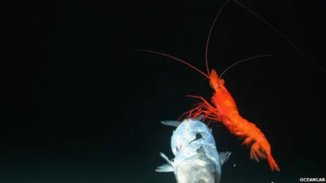 Pez y langostino de las profundidades