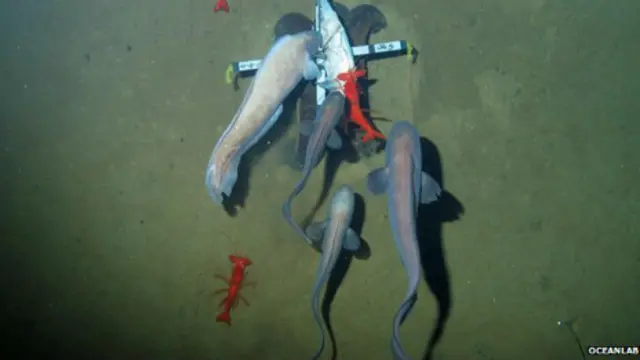 Peces de las profundidades