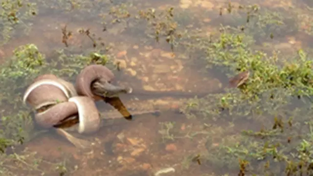 Cobra engole crocodilo | Crédito: TNT Corlis