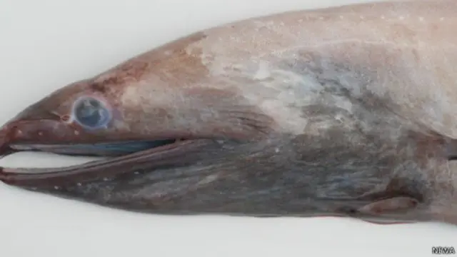 عثر على بعض الأسماك التي تعيش في عمق المحيطات مثل أسماك الانقليس ذات السن السهمي