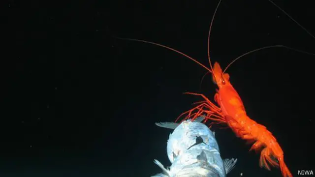 استخدم فريق البعثة مركبة غير مأهولة مزودة بكاميرات للتصوير