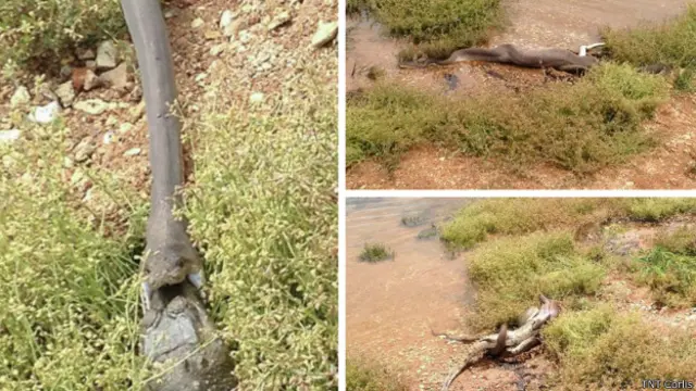 Cobra engole crocodilo | Crédito: TNT Corlis