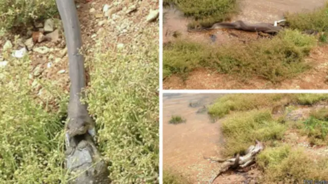 澳大利亞一條蛇和鱷魚激戰5小時，蛇戰勝鱷魚，鱷魚被蛇吞下。