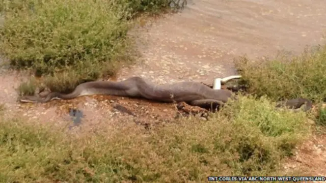 這條蛇花了大約15分鐘時間吞下鱷魚後，可以看見蛇肚子裏的鱷魚形狀。