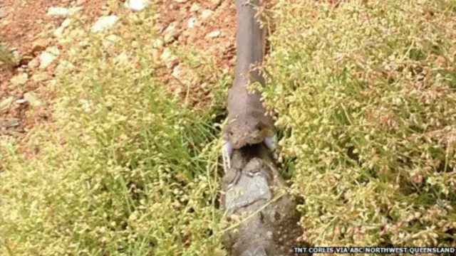 這條蛇在纏死鱷魚之後繞到對手前面，從鱷魚麵部開始吞吃。