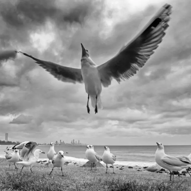 سعید این عکس را با عنوان مفهوم آزادی فرستاده است.