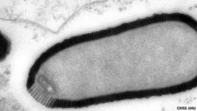 Французькі науковці оживили вірус, який провів у замороженому стані 30 000 років