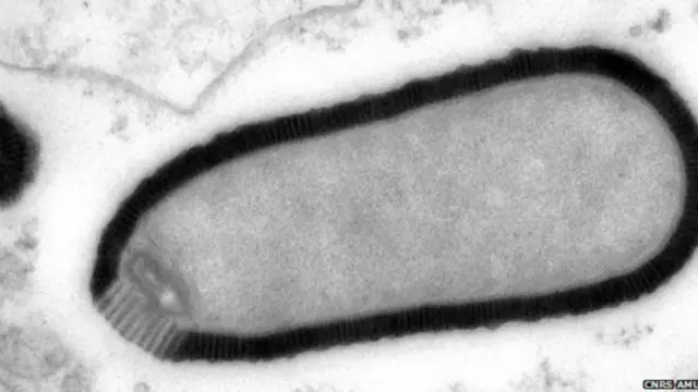 Os cientistas afirmam que não há risco de o contágio representar qualquer perigo para humanos ou animais