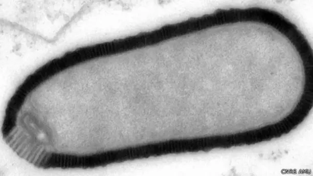 Dalam uji coba di laboratorium, virus menginfeksi sel amuba dan membunuhnya.