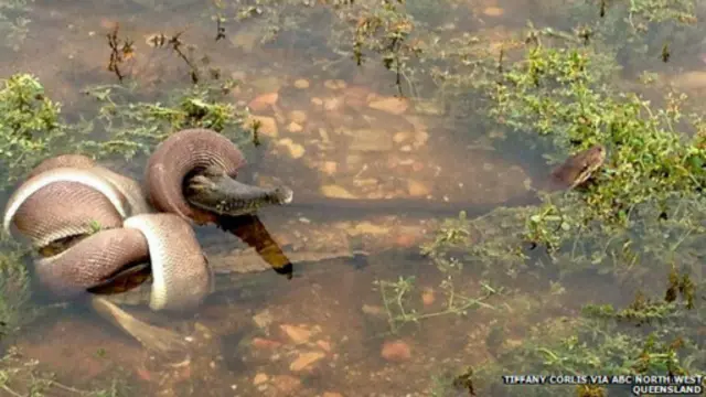 澳大利亞昆士蘭蛇和鱷魚在湖水中大戰。