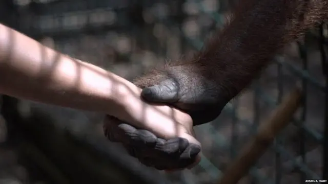 جوشوا ہارٹ اس انسان نما بندر کی ’معاف کرنے اور بھول جانے‘ کی خصوصیت سے بہت متاثر ہوئے۔ اس بندر کو برے حالات میں رکھا گیا اور بعد میں انڈونیشیا میں جانوروں کے تحفظ کے لیے کام کرنے والے اہل کاروں نے اسے ان حالات سے نکالا۔ جوشوا ہارٹ کا کہنا ہے کہ یہ تصویر ’خوف سے آزاد زندگی گزارنے‘ کو ظاہر کرتی ہے۔