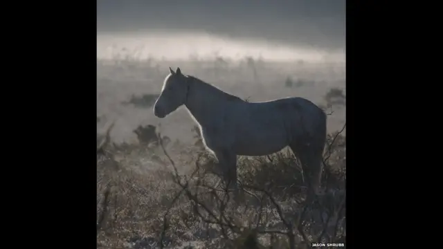 برطانیہ کے نیوفارسٹ میں صبح کی شبنم نے اس تصویر کو مزید خوبصورت بنا دیا ہے۔ جیسن شرب کھلی فضا اور آزادی کو بہت پسند کرتے ہیں۔ وہ حال ہی میں لندن سے یہاں منتقل ہوئے ہیں۔
