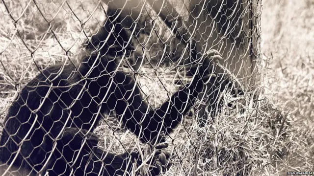 نیروبی کے جانوروں کے محافظ خانے سے لی گئی اس تصویر کے بارے میں آئیوان وکیامبیا کہتے ہیں: ’میں کبھی اس طرح کے قید میں نہیں رہا۔‘ انھوں نے کہا ’میں اپنی مرضی سے کہیں بھی جا سکتا ہوں لیکن پھر بھی مجھے پیر سے جمعے تک کام کرنا پڑتا ہے۔ اس طرح میں بھی مکمل طور پر آزاد نہیں ہوں۔‘
