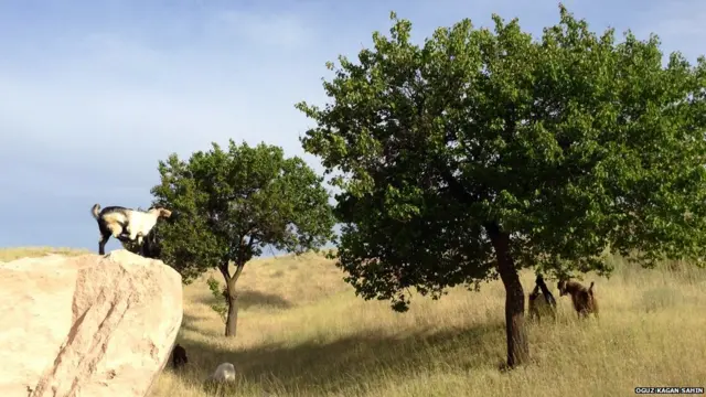 ترکی کی بھیڑوں کی یہ تصویر اوگوز کاگن ساہن نے بھجوائی۔ انھوں نے بتایا کہ جب میں نے یہ تصویر کھینچی تو میرا خیال تھا کہ یہ بھیڑوں اپنے باڑے کو چھوڑ کر درختوں کی جانب بھاگتی ہوں گی تو انھیں آزادی کا احساس ہوتا ہو گا۔