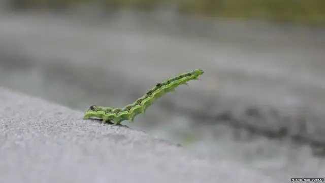 نیکھل نانیودیکار نے اس سنڈی کو سنگاپور میں واقع اپنے گھر سے باہر دیکھا۔ ان کا کہنا تھا کہ اس سنڈی کو کوئی خوف نہیں تھا اور وہ اپنی آزادی کا مزا لے رہی تھی۔