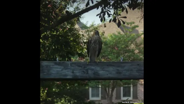 امریکہ میں ایک باز اپنے شکار کی تلاش میں ہے۔ یہ اس باز پر منحصر ہے کہ وہ پرواز کرنے یا اسی باغ میں بیٹھا رہے اور یہی آزادی ہے۔