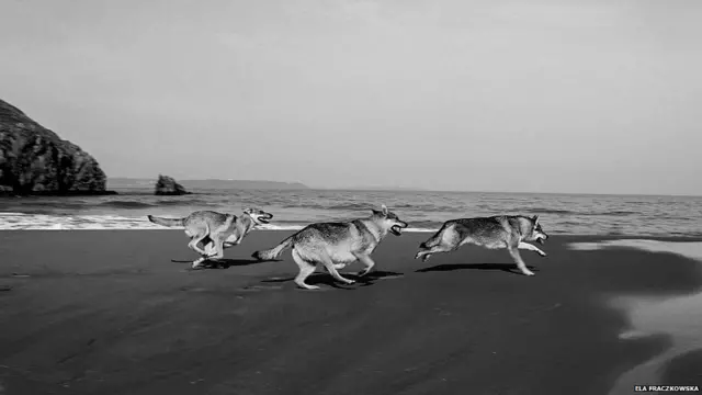 جنوب مشرقی ویلز کی ساحلی مقام پر یہ کتے دوڑ رہے ہیں۔ آزادی لمحاتی ہوتی ہے کیونکہ ہماری ذمہ داریوں بیماری، معاشی بوجھ کی وجہ سے آزادی کے لمحات بہت کم عرصے کے لیے میسر آتے ہیں۔