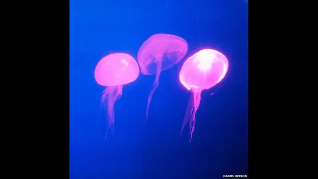 پانی میں اس آبی حیات کو دیکھ کر آزادی کا احساس ہوتا ہے۔ ڈینئل بیسن کا کہنا ہے کہ ان کے اپنے شہر ساؤ پالو برازیل میں ٹریفک اور آلودگی بہت زیادہ ہے۔ یہ تصویر انھوں نے سنگاپور میں کھینچی۔