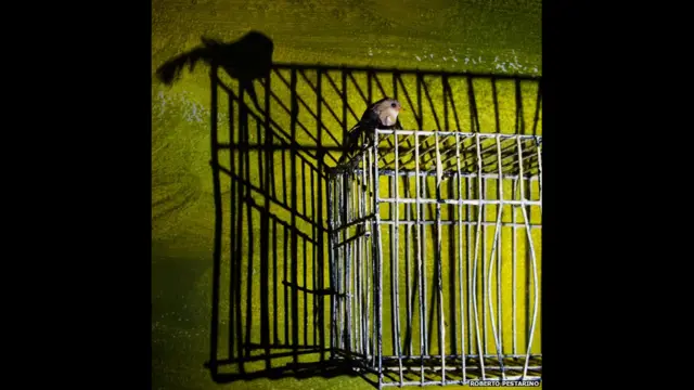 یہ تصویر رابرٹو پیستارینو نے اٹلی سے بھیجی۔ اس تصویر میں ایک پرندہ پنجرے میں نکل رہا ہے جو آزادی کو ظاہر کرتا ہے۔