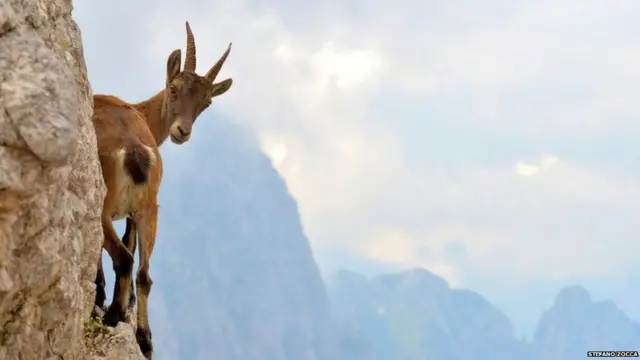 سٹیفانو زوکا نے اس پہاڑی بکری کو اٹلی میں پہاڑ کی چوٹی پر دیکھا۔ ان کا کہنا ہے کہ وہ ایسے شاندار جانور کی یہ تصویر لینے پر مجبور تھے جو ڈھلوانوں کی بلندی پر آزادی کی نعمت سے لطف اندوز ہو رہے تھے۔