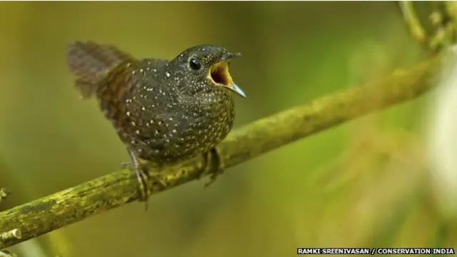 پہلے اس چتکبری چڑیا کو اس لیے نظر انداز کیا گیا تھا کہ یہ یورپ کی رین اور جنگلوں کی رین بیبلر سے بہت زیادہ مشابہت رکھتی ہے