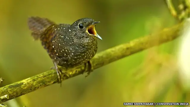 चिड़िया की एक नई प्रजाति की खोज