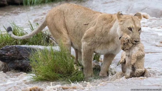 வாயில் குட்டியுடன் கவனமாக ஆற்றில் குதிக்கும் சிங்கம்