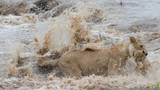 நதியின் அக்கரையில் இருக்கும் மற்ற சிங்கங்களுடன் சேர்ந்து கொள்ளும் ஆவலில், இந்த தாய்ச் சிங்கம், தனது குட்டியை வாயில் கவ்வியபடி, ஆற்றின் குறுக்கே நடக்கிறது.