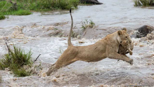பெண் சிங்கங்கள்தான் இரவு வேளைகளில் பெரும்பாலான வேட்டைகளில் ஈடுபடும்.